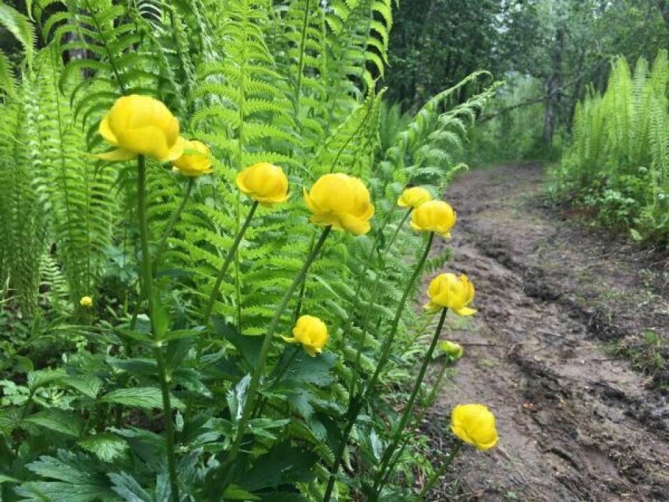 FARGERIKT. Ballblom er en av flere vakre blomster man finner i Ragos skoger. FARGERIKT. Ballblom er en av flere vakre blomster man finner i Ragos skoger. Foto: Eva S. Winther