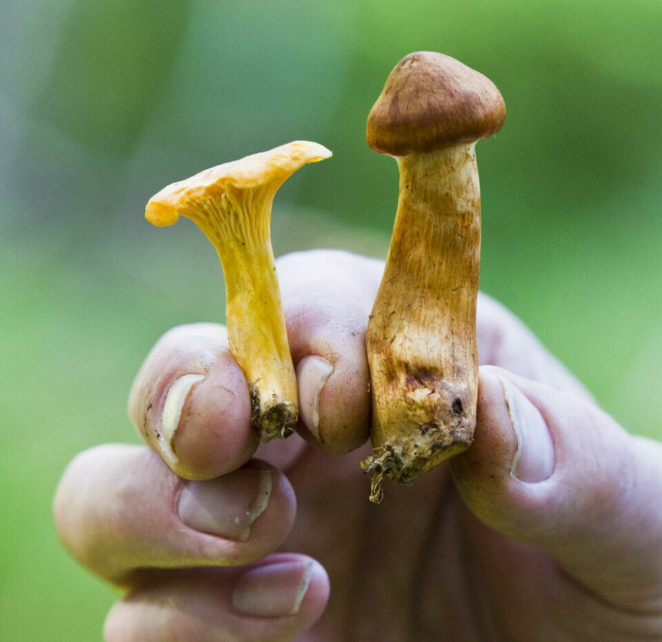 Soppekspert holder en kantarell (t.v.), som er spiselig, og en giftslørsopp (t.h.), som er meget giftig, i hånden. Soppekspert holder en kantarell (t.v.), som er spiselig, og en giftslørsopp (t.h.), som er meget giftig, i hånden. Foto: Vegard Grøtt / NTB