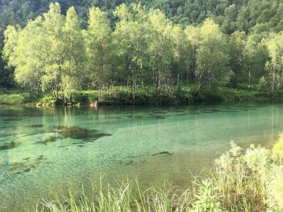 VAKKERT. Stien fra Lakshola følger tidvis Nordfjordelva med klart og turkist vann. VAKKERT. Stien fra Lakshola følger tidvis Nordfjordelva med klart og turkist vann. Foto: Eva S. Winther