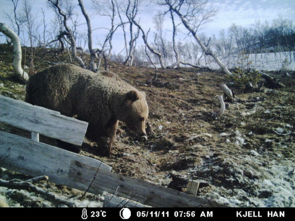 Ytterligere to sauer bekreftet tatt av bjørn Foto: Saltenposten/Arkiv