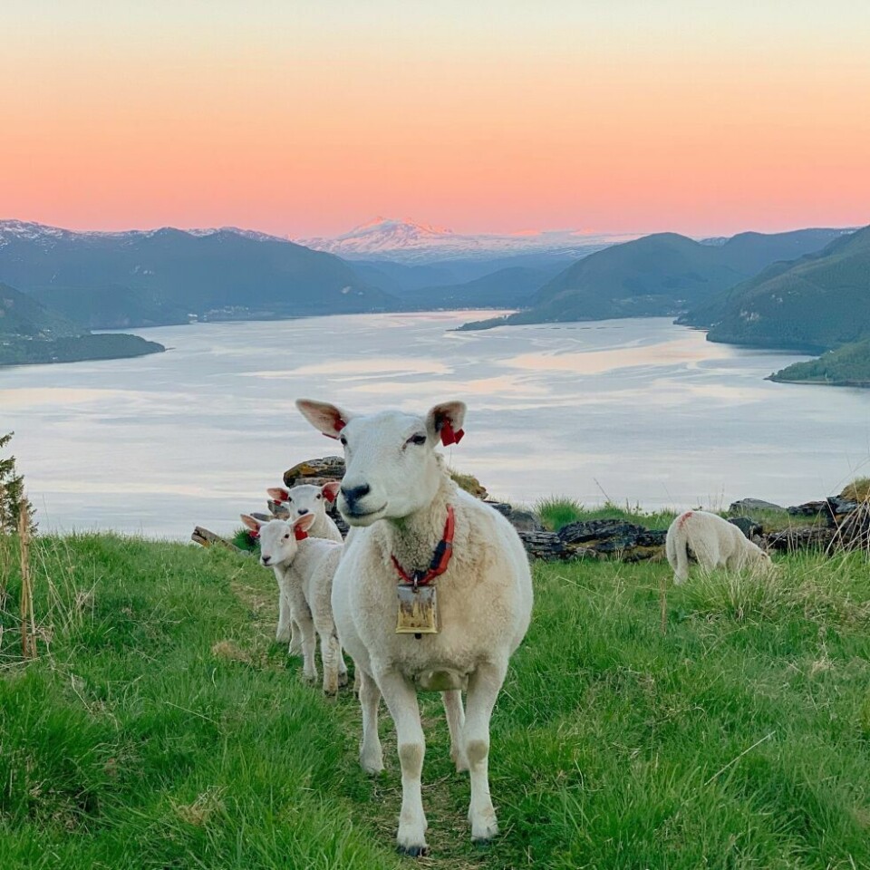 Sommerbilder- Sommernatt på Kvenflåget.