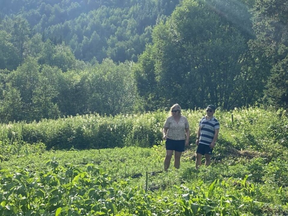 VARMT. Solveig Strøm og Øyvind Lohn peker og forteller, mens sola er på tur ned bak Storflåget, etter å ha velsignet området med nærmere 30 varmegrader. Alle foto: Jan HåkonsenGOD PLASS. Arealet rundt prestegården er et godt egnet område for parsellhager.VARMT. Solveig Strøm og Øyvind Lohn peker og forteller, mens sola er på tur ned bak Storflåget, etter å ha velsignet området med nærmere 30 varmegrader. Alle foto: Jan HåkonsenSJEFEN PÅ PRESTEGÅRDEN. Sognepresten, Sven Becker er på ferie, men i bakgrunnen gir hanen i hønsegården klar beskjed om at han følger med på hva som foregår på gården. VARMT. Solveig Strøm og Øyvind Lohn peker og forteller, mens sola er på tur ned bak Storflåget, etter å ha velsignet området med nærmere 30 varmegrader. Alle foto: Jan Håkonsen