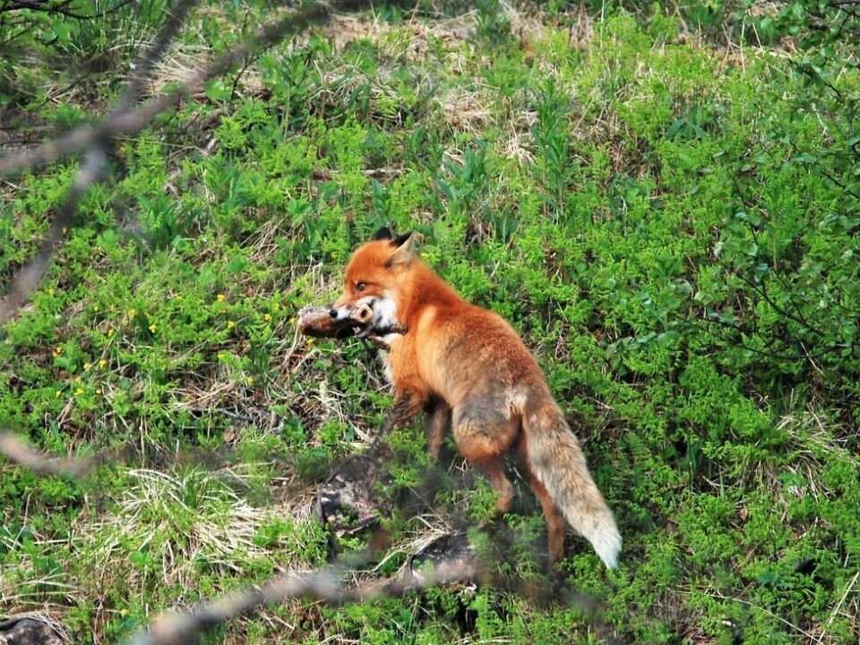 Sommerbilder- En kar som var ute med revestreker på mårran. Stjal et gammelt elgbein fra hunden vår.