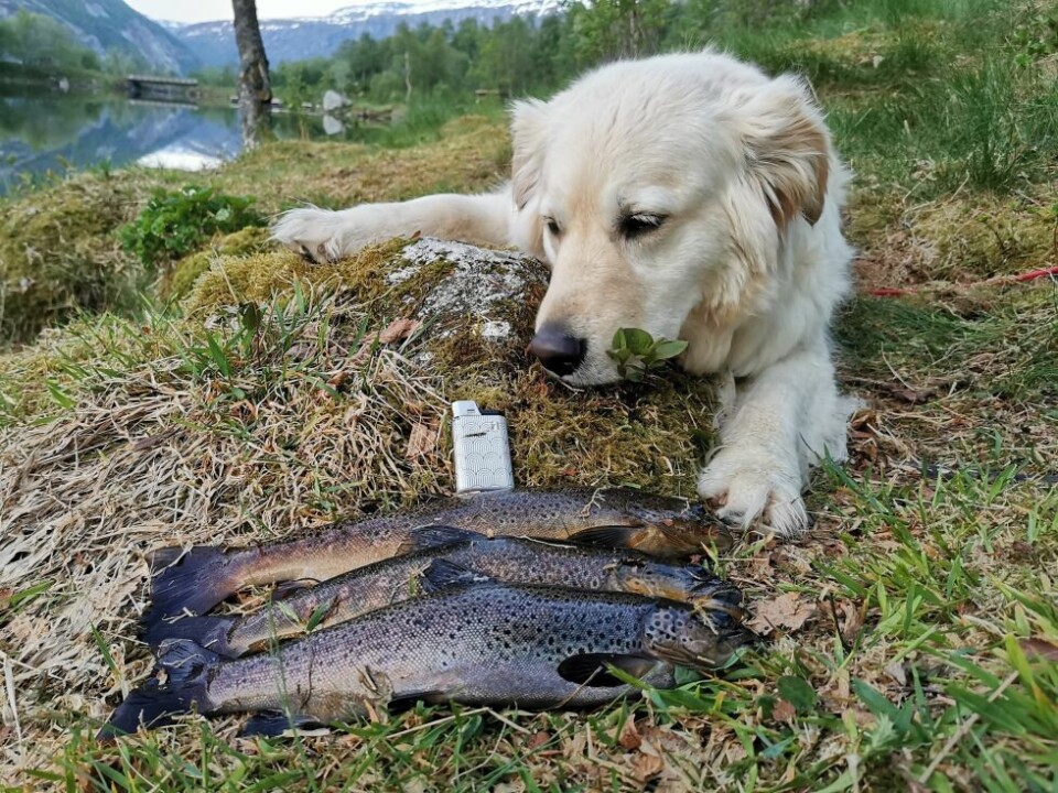 Sommerbilder- Zita passer på fisken.