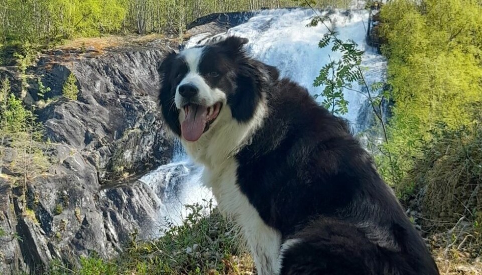 Sommerbilder- Aiki ved Ingeborgfossen.