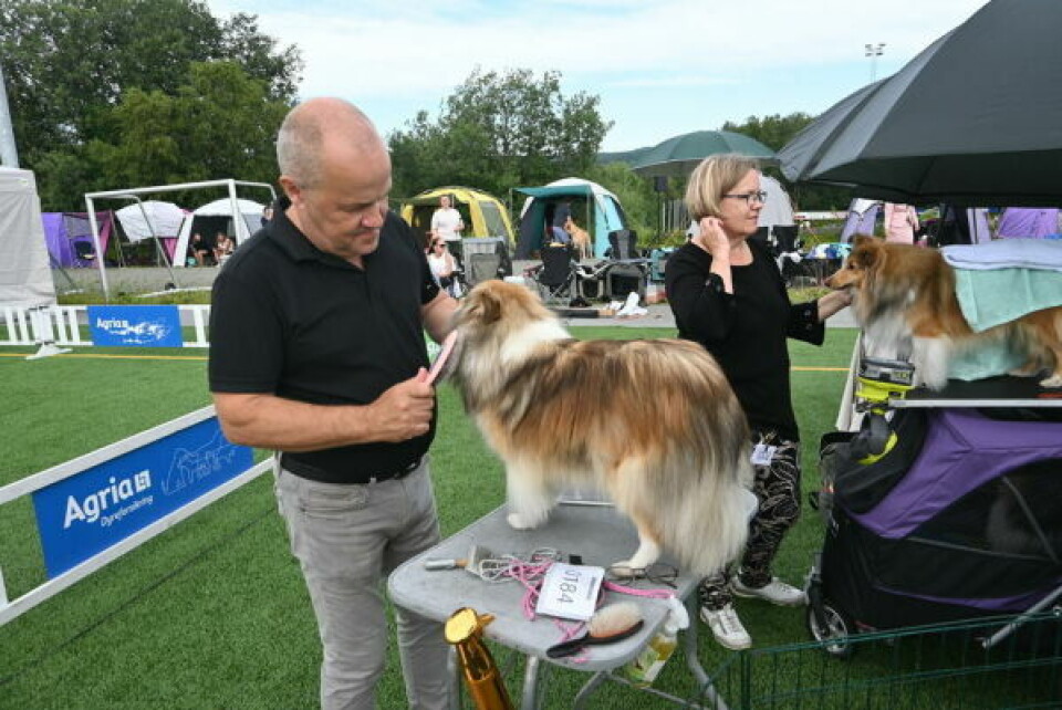 FRA PITEÅ. Børstingen er viktig, sier Ingemar Andersson fra Piteå som syns det er «trävligt» på Fauske. FRA PITEÅ. Børstingen er viktig, sier Ingemar Andersson fra Piteå som syns det er «trävligt» på Fauske. Foto: Stig Bjørnar Karlsen