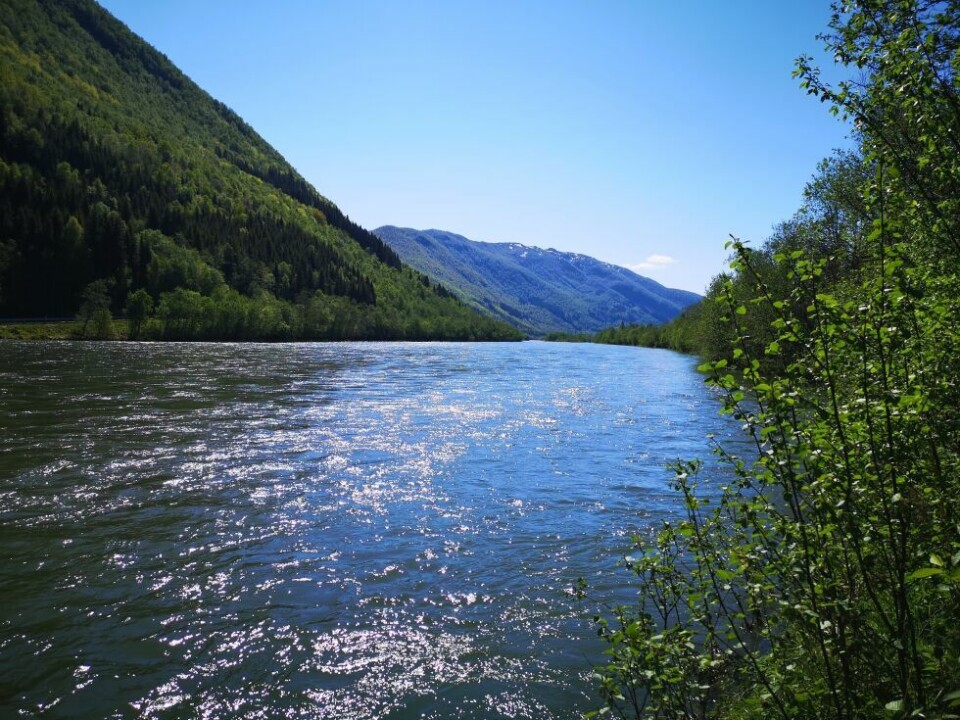Sommerbilder- En fantastisk flott dag i Saltdal med temperatur på godt over 20 grader.