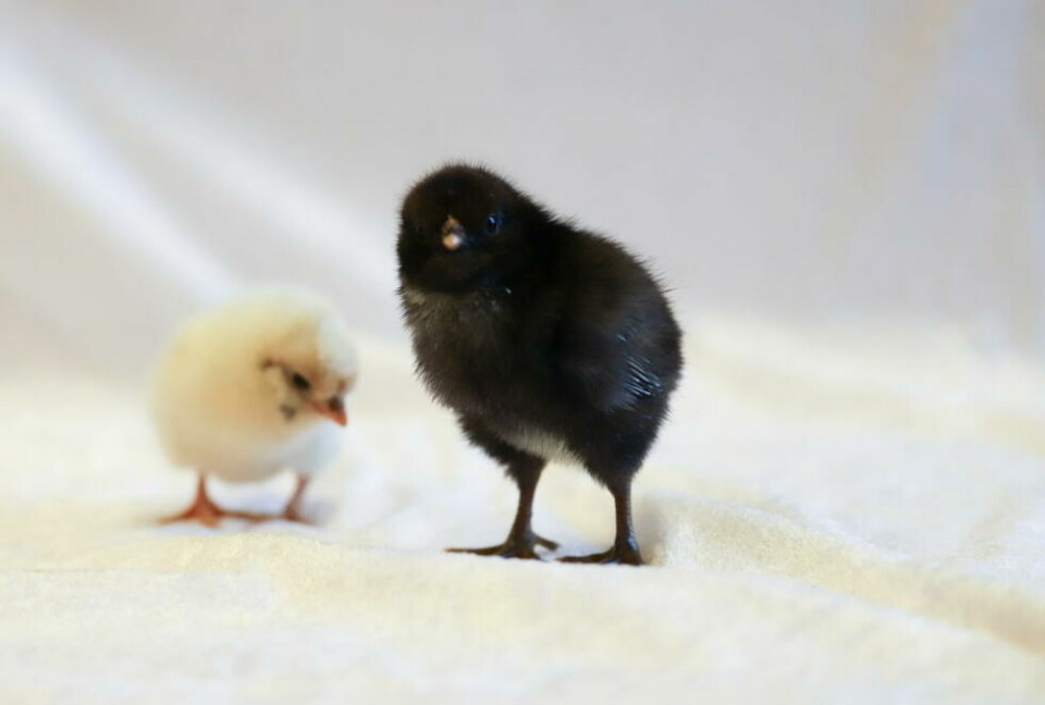 2. klassen på Finneid skole har hatt rugemaskin på klasserommet. Mandag ble de 'foreldre' til sin første kylling. 2. klassen på Finneid skole har hatt rugemaskin på klasserommet. Mandag ble de 'foreldre' til sin første kylling. Foto: Lise Berntzen