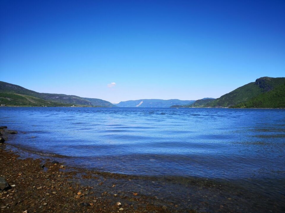 Sommerbilder- Ideelle forhold i Saltdal i dag. Dagene nytes.