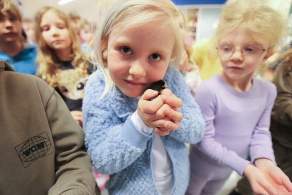 MYKE. Iben synes kyllingene er veldig myke å ta på. - Men man må være veldig forsiktige, de tåler ikke å bli klemt hardt, sier hun. MYKE. Iben synes kyllingene er veldig myke å ta på. - Men man må være veldig forsiktige, de tåler ikke å bli klemt hardt, sier hun. Foto: Lise Berntzen