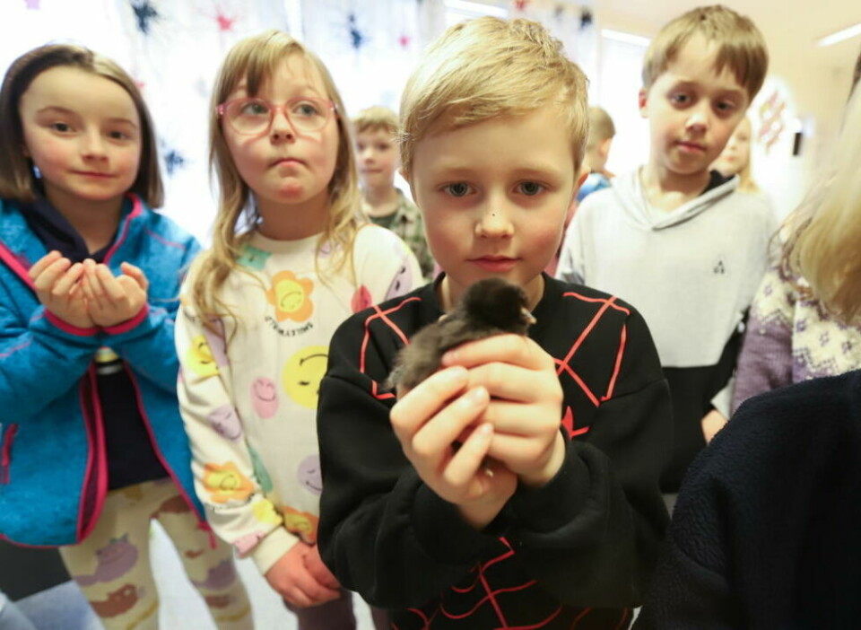 NYMOTENS MINI-DINOSAUR. Isac viser frem den første kyllingen som ble klekket. - Tenk at det er dinosaurene som er forfedrene til kyllingene, er ikke det rart å tenke på, spør han. NYMOTENS MINI-DINOSAUR. Isac viser frem den første kyllingen som ble klekket. - Tenk at det er dinosaurene som er forfedrene til kyllingene, er ikke det rart å tenke på, spør han. Foto: Lise Berntzen