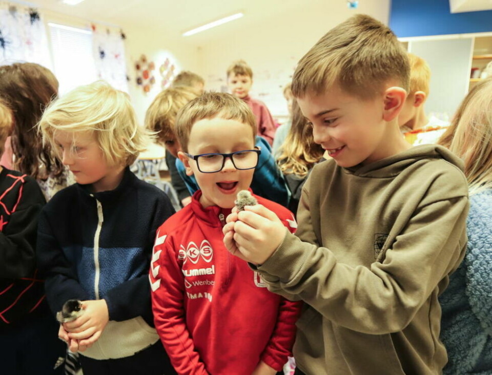 STOR STAS. Kai-Viljar og Mathias synes det er veldig stas å ha kyllinger på klasserommet. - Se, den ser på deg, sier Mathias. STOR STAS. Kai-Viljar og Mathias synes det er veldig stas å ha kyllinger på klasserommet. - Se, den ser på deg, sier Mathias. Foto: Lise Berntzen