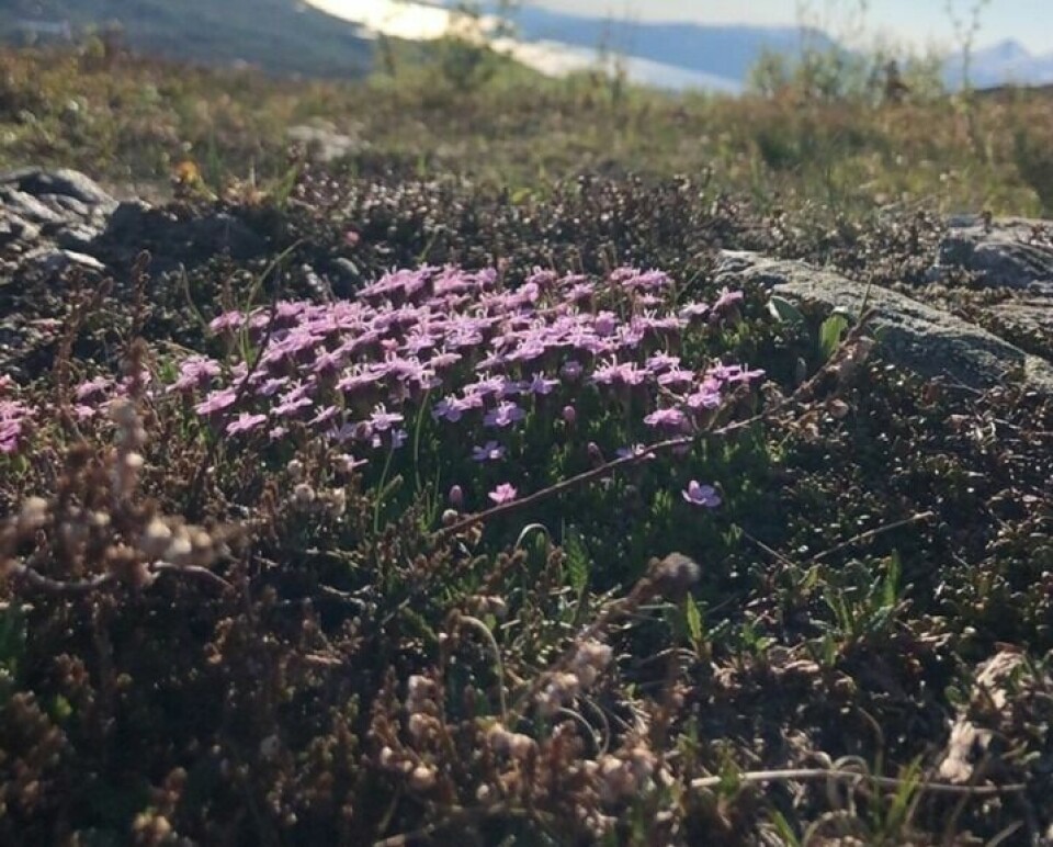 Sommerbilder- På Storsteinsfjell.