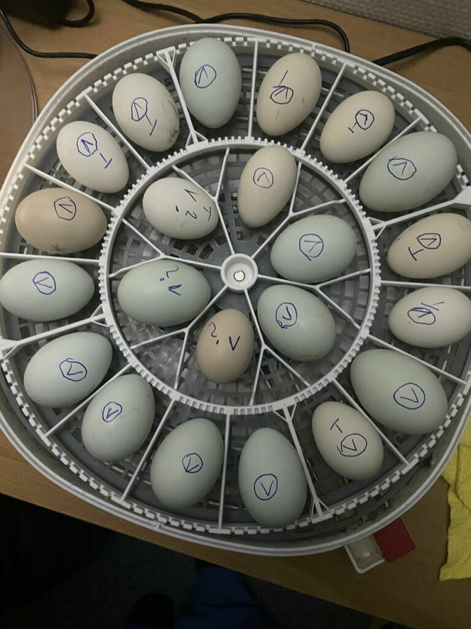 RUGEMASKIN. 2. klassen på Finneid skole har hatt rugemaskin på klasserommet. Mandag ble de ”foreldre” til sin første kylling. RUGEMASKIN. 2. klassen på Finneid skole har hatt rugemaskin på klasserommet. Mandag ble de ”foreldre” til sin første kylling. Foto: Laila Kristensen