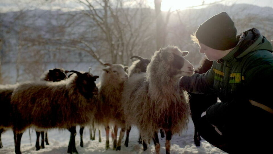 POPULÆR. Den første førpremieren på dokumentarfilmen 'SAU' og bonde Rakel Nystabakk er utsolgt. POPULÆR. Den første førpremieren på dokumentarfilmen 'SAU' og bonde Rakel Nystabakk er utsolgt. Foto: Eirik Evjen