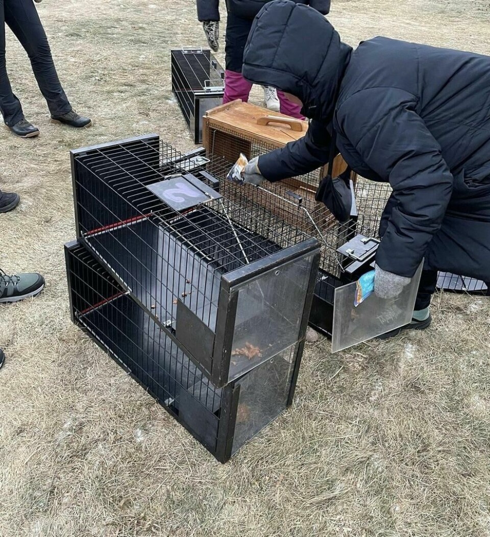 FRIVILLIGE. - Det er ikke så lett å forklare for en gjennomsnittlig dyrevenn at det vi gjør er dyrevelferd i aller høyeste grad. Det å møte opp, fange inn og så vurdere tilstanden til hver enkelt katt er en krevende jobb, forteller Hakkebo. FRIVILLIGE. - Det er ikke så lett å forklare for en gjennomsnittlig dyrevenn at det vi gjør er dyrevelferd i aller høyeste grad. Det å møte opp, fange inn og så vurdere tilstanden til hver enkelt katt er en krevende jobb, forteller Hakkebo. Foto: DBNB