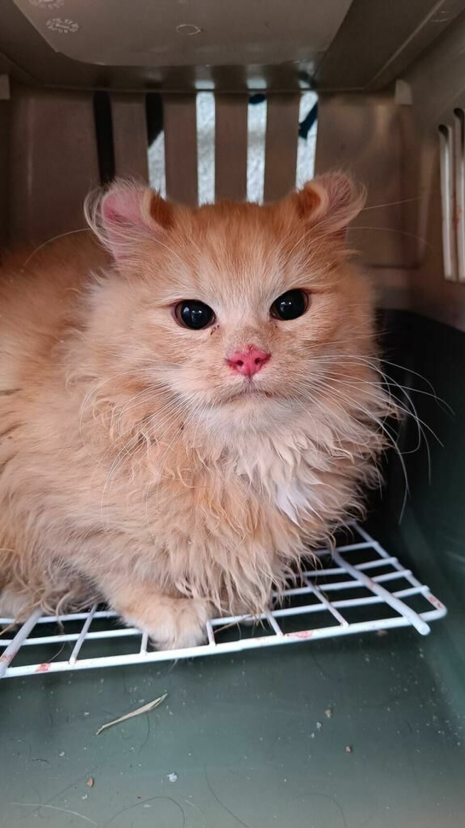 PREGET. Noen av kattene i koloniene bærer tydelig preg av innavl og sykdom. - Et eksempel på deformasjoner som følge av innavl, er ørene til denne katten, som har deformert brusk, forklarer Hakkebo. PREGET. Noen av kattene i koloniene bærer tydelig preg av innavl og sykdom. - Et eksempel på deformasjoner som følge av innavl, er ørene til denne katten, som har deformert brusk, forklarer Hakkebo. Foto: DBNB