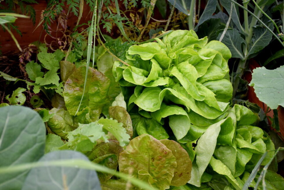 Skal feire mangfoldet Foto: Arkiv