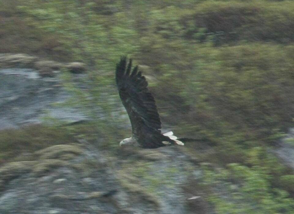 INGEN STOR TRUSSEL. Havørna er ingen stor trussel mot ærfuglen eller andre sjøfugl som Siv Mossleth hevdet i onsdagens avis, mener Håkon Mølller som er gruppeleder for Miljøpartiet de Grønne på Nordland fylkesting. INGEN STOR TRUSSEL. Havørna er ingen stor trussel mot ærfuglen eller andre sjøfugl som Siv Mossleth hevdet i onsdagens avis, mener Håkon Mølller som er gruppeleder for Miljøpartiet de Grønne på Nordland fylkesting. Foto: Tarjei Abelsen