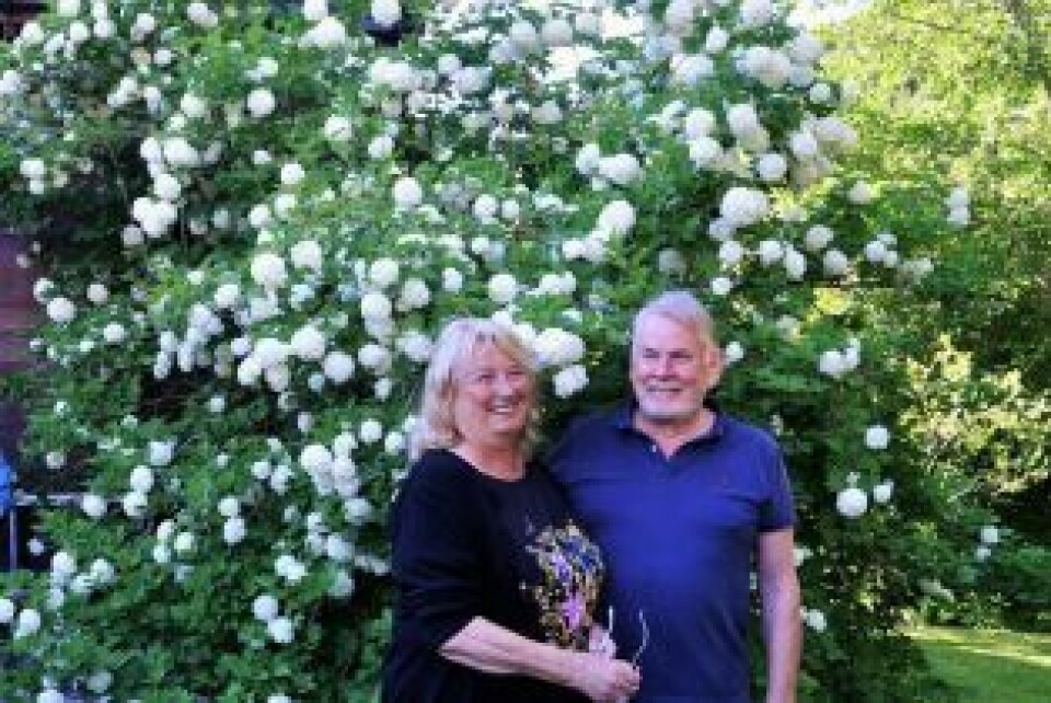 BLOMSTRER. Torild og Per Kristian Almås foran en stor snøballkrossved. BLOMSTRER. Torild og Per Kristian Almås foran en stor snøballkrossved.