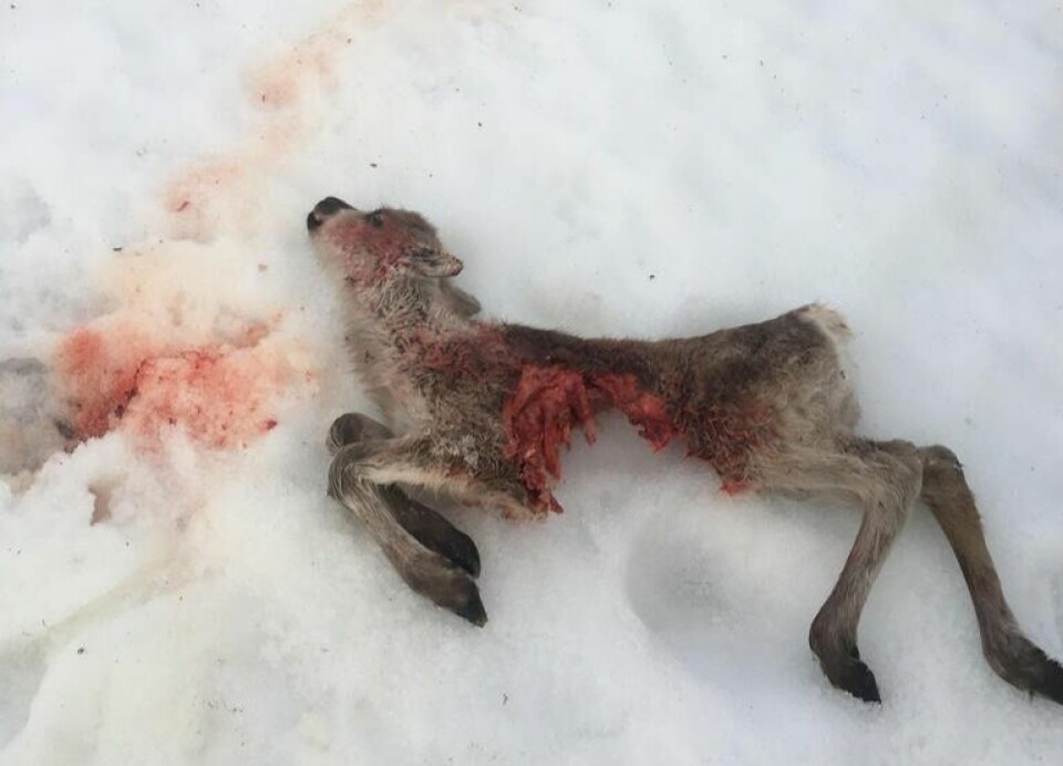 TATT AV ØRN. Denne kalven ble ørne-mat. Til nå er det ni-ti reinkalver som er dokumentert tatt av ørn på Saltfjellet, forteller Geir Heggmo i SNO. TATT AV ØRN. Denne kalven ble ørne-mat. Til nå er det ni-ti reinkalver som er dokumentert tatt av ørn på Saltfjellet, forteller Geir Heggmo i SNO. Foto: Foto: Per Guttorm Kuhmunen