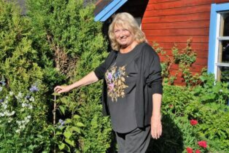 KATTEBUSK. Her peker Torild Almås på en kattebusk. Den gir små kivi-lignende frukter. KATTEBUSK. Her peker Torild Almås på en kattebusk. Den gir små kivi-lignende frukter.