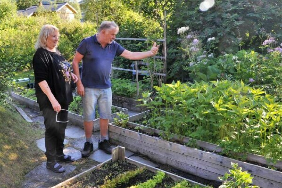 KJØKKENHAGE. En liten kjøkkenhage er det også plass til. Her ved rotskokkene. KJØKKENHAGE. En liten kjøkkenhage er det også plass til. Her ved rotskokkene.