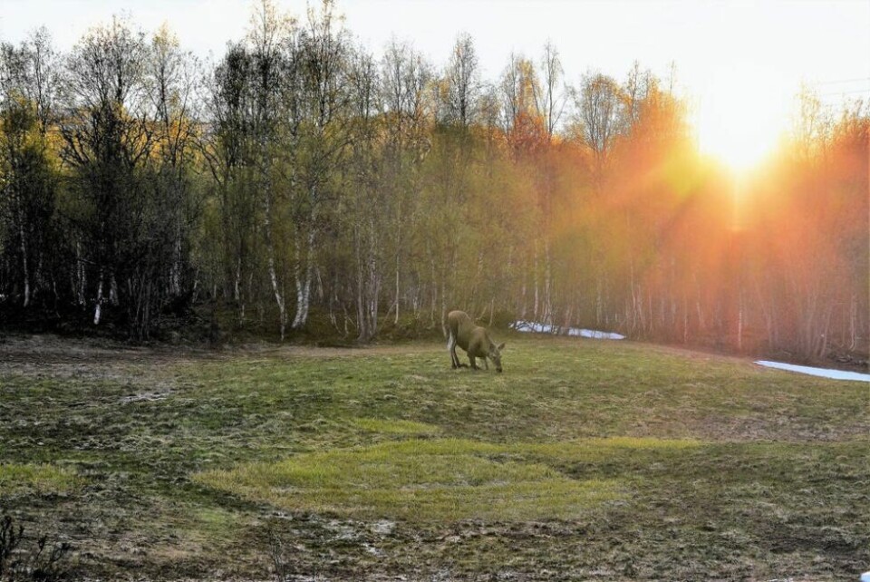 I MIDNATTSOL. Ei elgku kommer og beiter på vollen mens den bades i midnattssolglansen. I MIDNATTSOL. Ei elgku kommer og beiter på vollen mens den bades i midnattssolglansen. Foto: Lars Olav Handeland