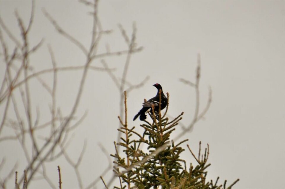 SPILLER. Og bakom spiller orrhanen. SPILLER. Og bakom spiller orrhanen.