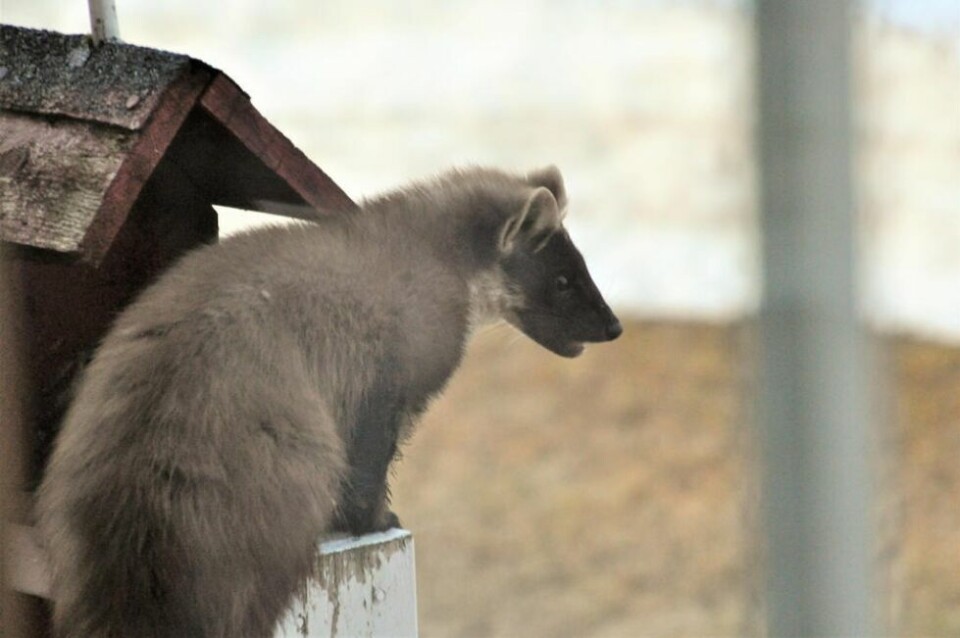 HJEMMEVANT. Måren er svært så hjemmevant i fugle- og ekornburet. HJEMMEVANT. Måren er svært så hjemmevant i fugle- og ekornburet.