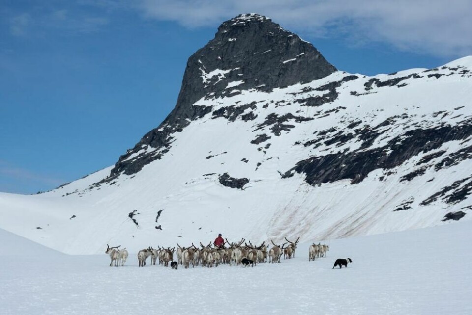 MED FLOKK OG FØLGE. På tur innover Nordskaret. Preikstoltind der bak, en av få topper i Salten som krever klatring for å nå toppen. MED FLOKK OG FØLGE. På tur innover Nordskaret. Preikstoltind der bak, en av få topper i Salten som krever klatring for å nå toppen. Foto: Inger Maria Sjöberg