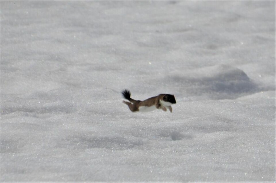 SOM EN STREK. Røyskatten farer som en brun strek bortover snøgrimen. SOM EN STREK. Røyskatten farer som en brun strek bortover snøgrimen.