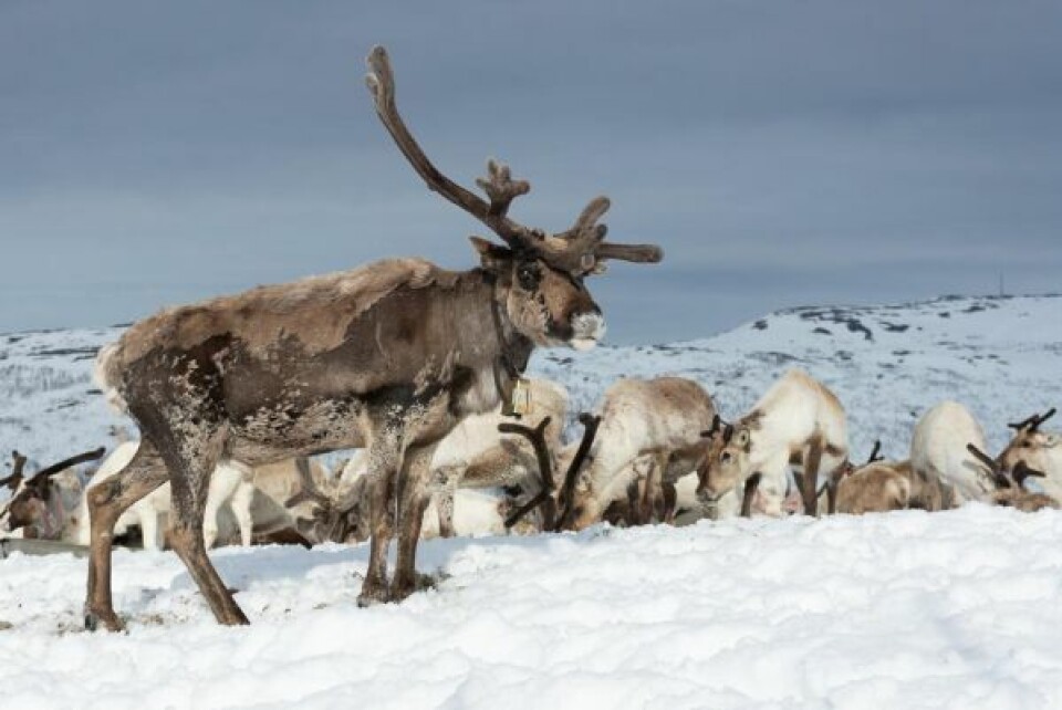 BJØLLEBUKK. Signars gamle bjøllebukk Vinni, en trofast følger som er en av de som pleier å gå først. BJØLLEBUKK. Signars gamle bjøllebukk Vinni, en trofast følger som er en av de som pleier å gå først. Foto: Inger Maria Sjöberg