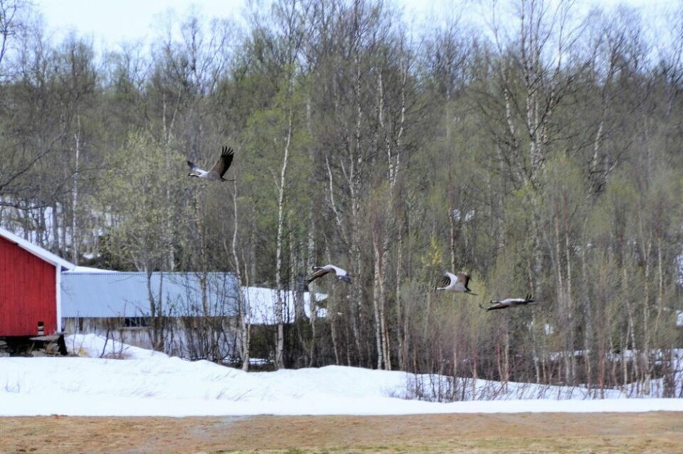 FLYR. Tranenes ferd fortsetter. FLYR. Tranenes ferd fortsetter.