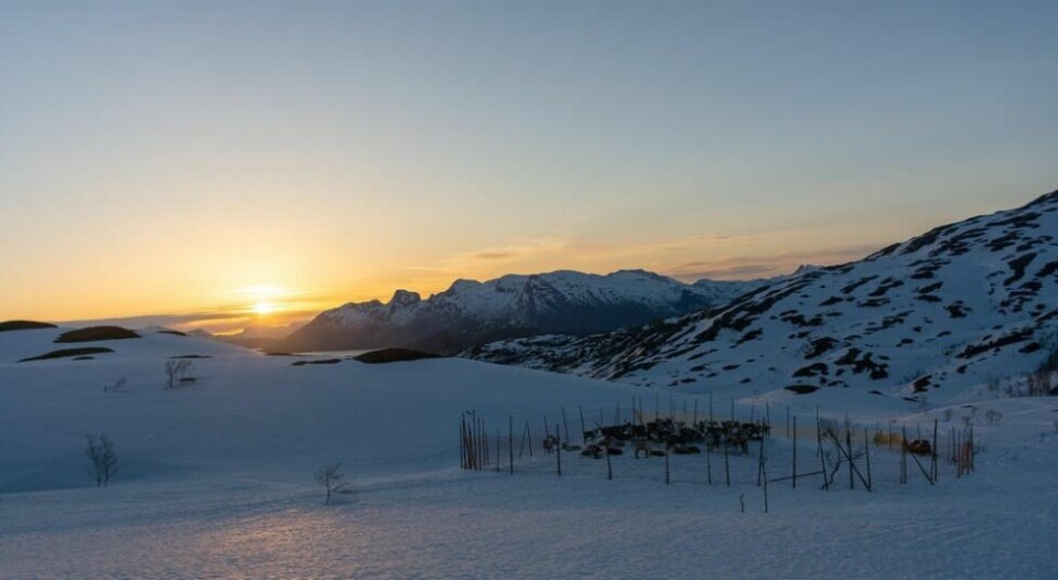 KVELDEN FALLER PÅ. Solens siste stråler skinner over reinflokken som falt til ro. KVELDEN FALLER PÅ. Solens siste stråler skinner over reinflokken som falt til ro. Foto: Inger Maria Sjöberg