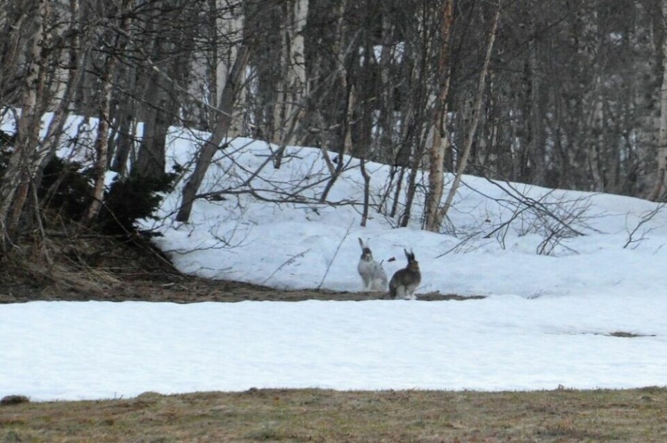 HARER. To harer følger med i skogkanten. HARER. To harer følger med i skogkanten.
