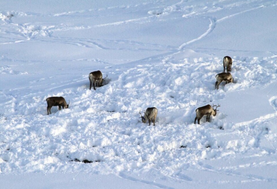 DRIVES VEKK. – Man kan ikke ha lastebilvirksomhet flere ganger i døgnet midt i en reinflokk. Reinen kan drives vekk til andre områder der den ikke har rett til å være, sier ordfører Britta Flinkfeldt i Arjeplog kommune. Jim Tovås Kristensen, Statskog Fjelltjenesten (Arkiv) DRIVES VEKK. – Man kan ikke ha lastebilvirksomhet flere ganger i døgnet midt i en reinflokk. Reinen kan drives vekk til andre områder der den ikke har rett til å være, sier ordfører Britta Flinkfeldt i Arjeplog kommune. Jim Tovås Kristensen, Statskog Fjelltjenesten (Arkiv) Foto: Jim Tovås Kristen, Statskog Fjelltjenesten (Arkiv)