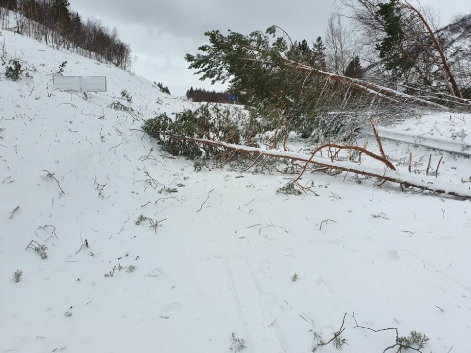 Ras i JunkerdalRas i Junkerdal