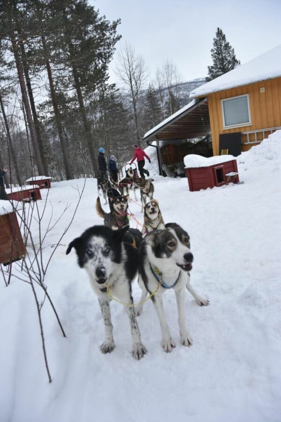 ULER AV BEGEISTRING. Gjett om spannet er klar for tur. De uler av begeistring og halene logrer. ULER AV BEGEISTRING. Gjett om spannet er klar for tur. De uler av begeistring og halene logrer. Foto: Sylvia Bredal