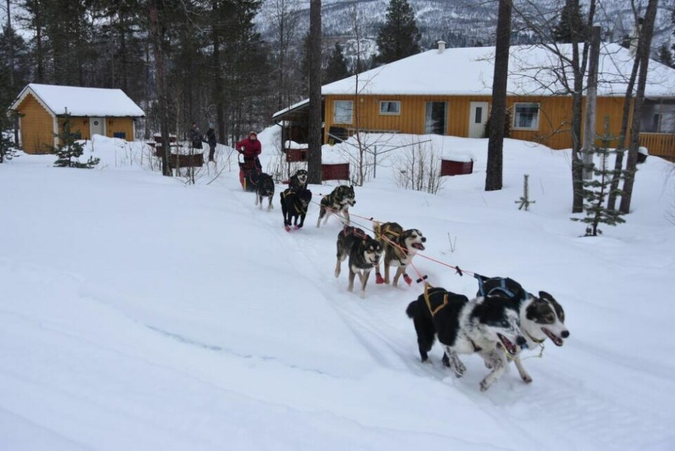 Mia Alm (14) deltar i Finnarmsløpet. Her drar hun ut på en rolig treningstur opp til Kvitbergvatnet. Mia Alm (14) deltar i Finnarmsløpet. Her drar hun ut på en rolig treningstur opp til Kvitbergvatnet. Foto: Sylvia Bredal