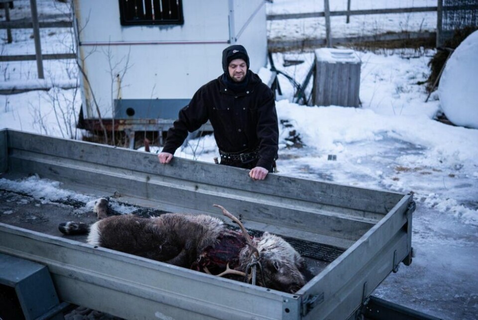 TAPT. Denne simlen er tapt for eieren. Torsdag ble den funnet dumpet i Heggmoen i Bodø kommune, med avskjærte frambein og avskjærte ører. Det har reindriftsutøver Mats Pavall aldri opplevd tidligere. TAPT. Denne simlen er tapt for eieren. Torsdag ble den funnet dumpet i Heggmoen i Bodø kommune, med avskjærte frambein og avskjærte ører. Det har reindriftsutøver Mats Pavall aldri opplevd tidligere. Foto: Tarjei Abelsen