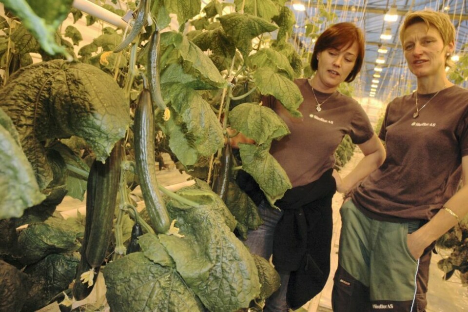 Her fra 2010 da det var agurkdyrking i Sisoflor-bygget. Her fra 2010 da det var agurkdyrking i Sisoflor-bygget. Foto: Eva S. Winther