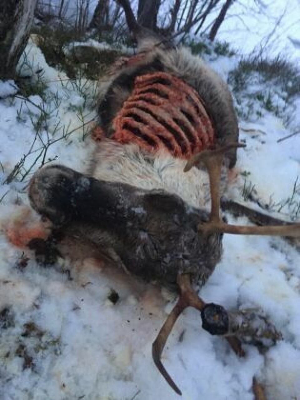 FUNNET. Et av bildene Pavall fikk tilsendt av reinen som han tror ble påkjørt torsdag. FUNNET. Et av bildene Pavall fikk tilsendt av reinen som han tror ble påkjørt torsdag. Foto: Privat