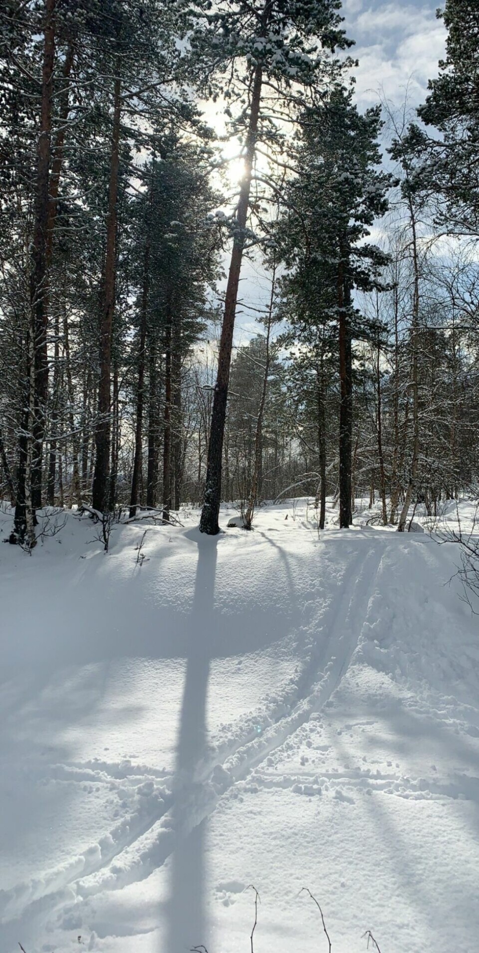 Bilder fra årets påske!I SKOGEN. Påskesol i skogen.