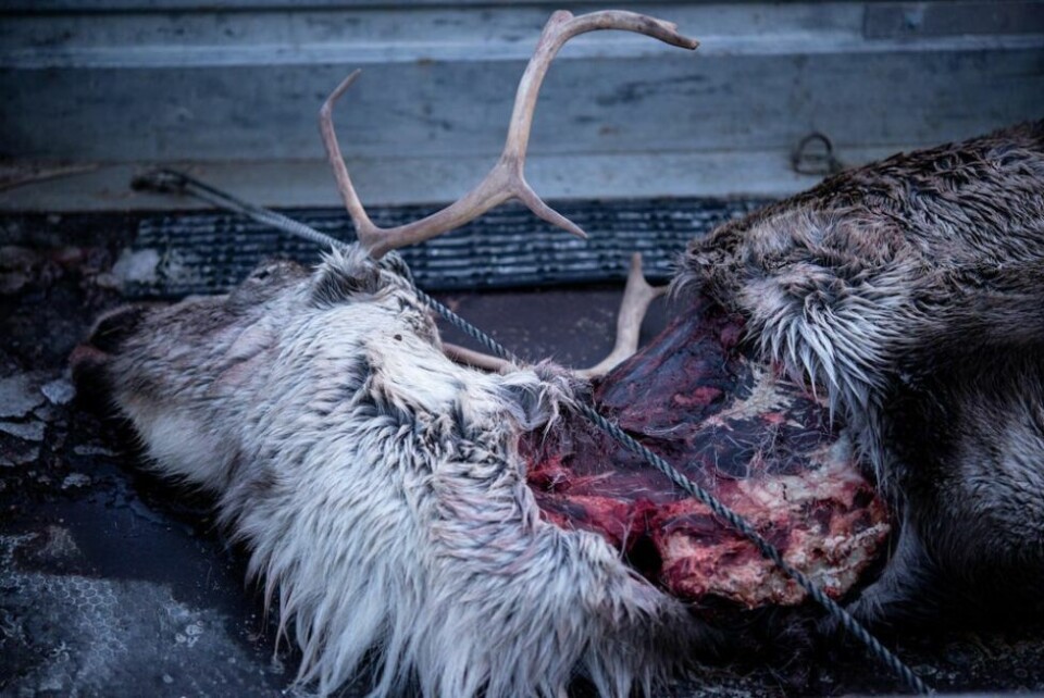 PARTERE. De som har dumpet denne simla har hatt kunnskap om partering. Begge frambeina er skjært av. PARTERE. De som har dumpet denne simla har hatt kunnskap om partering. Begge frambeina er skjært av. Foto: Tarjei Abelsen