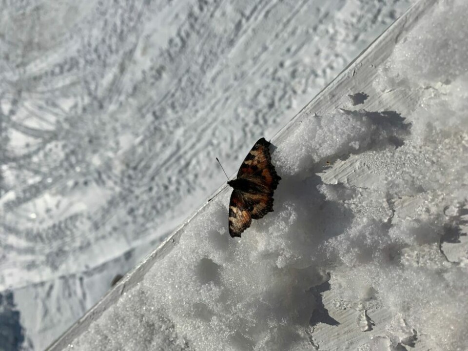 Bilder fra årets påske!VÅRTEGN. Sommerfugl i vinterland.