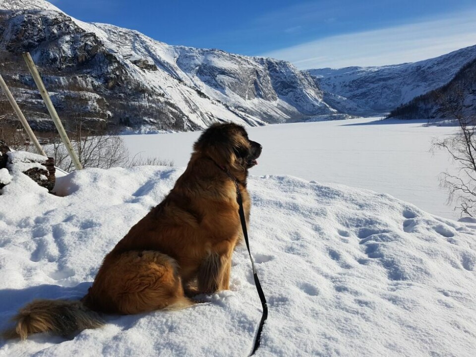 Bilder fra årets påske!Hansemann Johansen