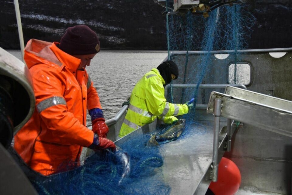 MÅ JOBBE RASKT. Jan Trygve Karlsen (19) og Jonathan Prescher (20) må jobbe raskt for å løsne fisk fra garnet mens garnet dras opp. MÅ JOBBE RASKT. Jan Trygve Karlsen (19) og Jonathan Prescher (20) må jobbe raskt for å løsne fisk fra garnet mens garnet dras opp. Foto: Alle foto: Linn Braseth-Gulliksen
