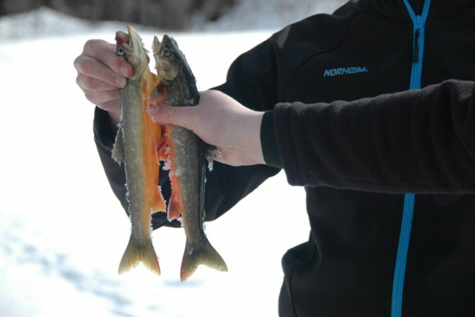 Ikke akkurat noe å skryte av