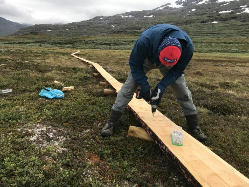 PÅ JOBB. Tre personer var i forrige uke to dager på jobb i Junkerdal nasjonalpark. Der ble det blant annet lagt om en sti og lagt ut 200 meter klopper. PÅ JOBB. Tre personer var i forrige uke to dager på jobb i Junkerdal nasjonalpark. Der ble det blant annet lagt om en sti og lagt ut 200 meter klopper. Foto: Statskog fjelltjenesten